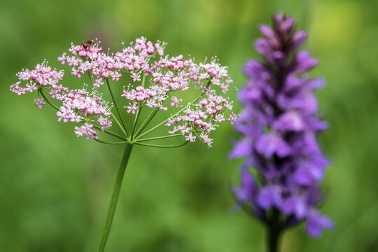 Pimpinella major, in flower, close-up, Fellhorn, Oberstdorf, Oberallg&auml;u, Allg&auml;u, Bavaria, Germany