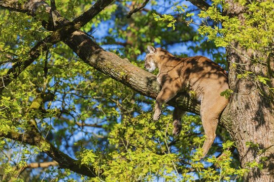 One adult cougar, Puma concolor, rests on a big branch high up in an oak tree