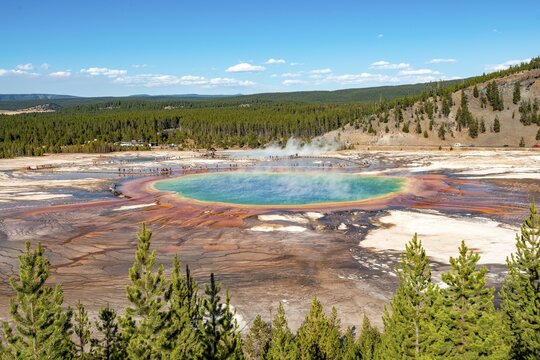 Steaming hot spring with colored mineral deposits and turquoise water, Grand Prismatic Spring, Midway Geyser Basin, Yellowstone National Park, Wyoming, USA