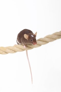 Fancy Mouse balancing on a rope, a domesticated form of the House Mouse (Mus musculus)