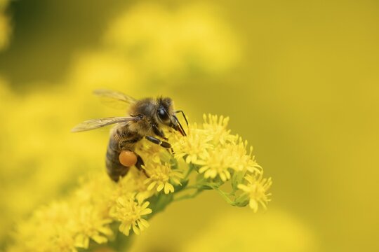 European honey bee (Apis mellifera) adult insect feeding on a garden yellow Golden rod flower in summer, England, United Kingdom