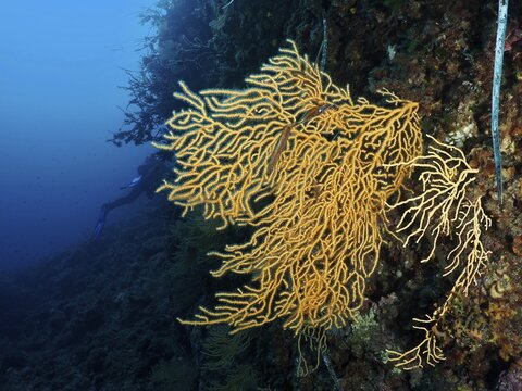 Yellow gorgonians (Eunicella cavolinii) spread out along a steep sea wall, dive site peninsula Giens, Mediterranean Sea, Porquerolles, Provence, C&ocirc;te d'Azur, France