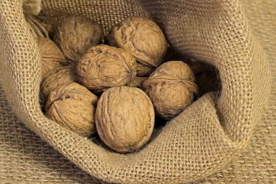 Persian walnut (Juglans regia), fruits, nuts, with shell, unshelled, Germany