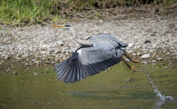 Ardea cinerea, heron, gray heron, birds, ciconiiformes, flying, flight, heron, walking birds, waitbirds, birds