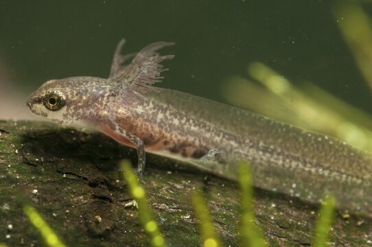 Threaded newt, Lissotriton helveticus, palmate newt, triturus helveticus, amphibians, amphibians, caudata, larva, amphibians, newts, tailed amphibians, water newts