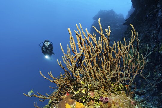 Diver on coral reef wall looking at green finger sponge (Lotrochota birotulata) with colonies of golden zoanthid (Parazoanthus swiftii), Caribbean Sea near Maria la Gorda, Pinar del R&iacute;o Province, Caribbean, Cuba