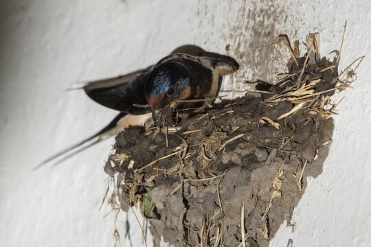 Hirundo rustica, barn swallow, birds, brood, nest building, passeri, swallows, songbirds, birds