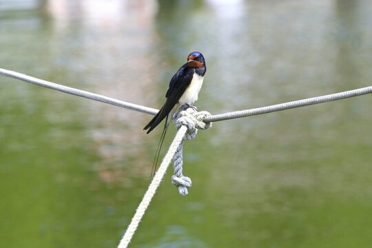 Chimney swallow or European swallow (Hirundo rustica) sitting on a knotted rope
