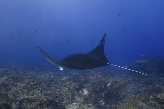 A manta ray, reef manta (Mobula alfredi), gliding in dorsal view through the wide blue ocean, dive site Manta Point, Nusa Ceningan, Nusa Penida, Bali, Indonesia