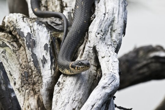 Grass snake (Natrix natrix), Emsland, Lower Saxony, Germany