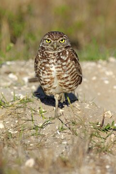 Burrowing Owl (Athene cunicularia) adult, Florida, USA