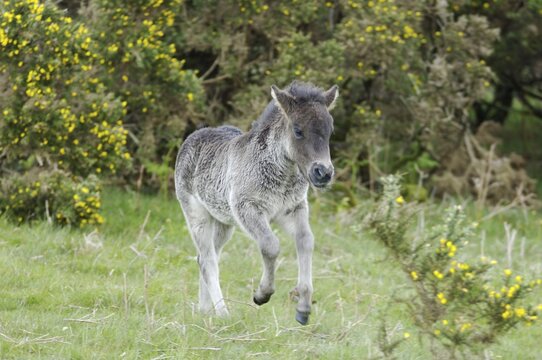Shetland Pony south west England