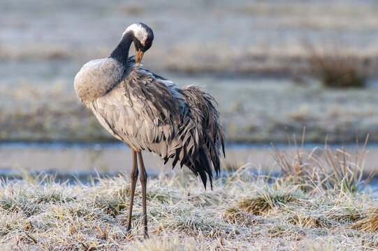 A crane (Grus grus) preening its plumage, F&aring;gelsj&ouml;, G&auml;vleborg County, Sweden