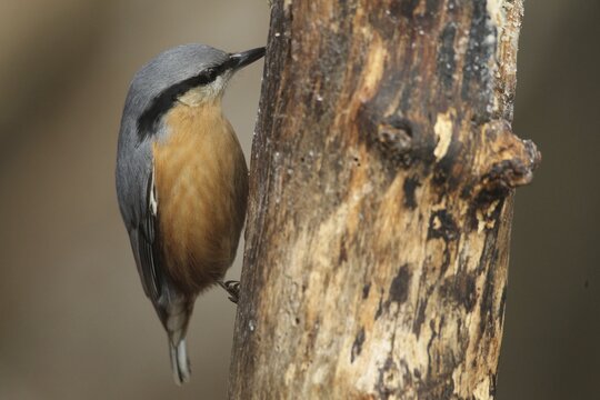 Nuthatch (Sitta europaea) at winter feeding in the forest, Allg&auml;u, Bavaria, Germany, Allg&auml;u, Bavaria, Germany