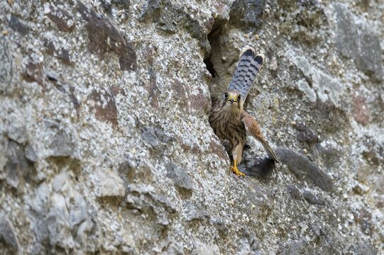 Kestrel (Falco tinnunculus), Gerolstein, Rhineland-Palatinate, Germany