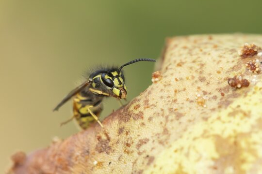 Common wasp (Vespula vulgaris) adult insect feeding on fallen fruit in a garden in summer, England, United Kingdom