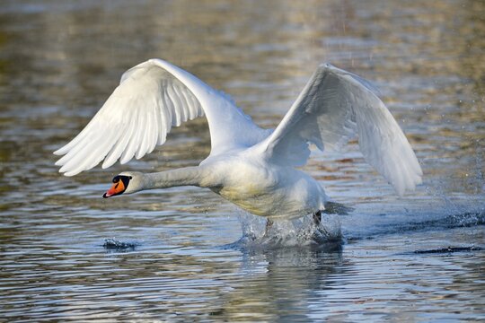 Mute swan (Cygnus olor), starts from the water, Lake Zug, Switzerland