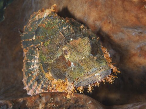 A vividly colored fringed dragon head (Scorpaenopsis oxycephalus) lies camouflaged in the reef with distinctive orange details. Spice Reef Dive Site, Penyapangan, Bali, Indonesia