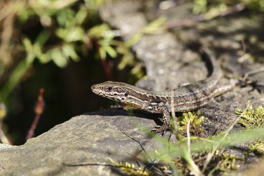 Wall lizard (Podarcis muralis), European wall lizard, in a vineyard, portrait, reptiles, animals, lizards, Cochem, Moselle, Rhineland-Palatinate, Germany
