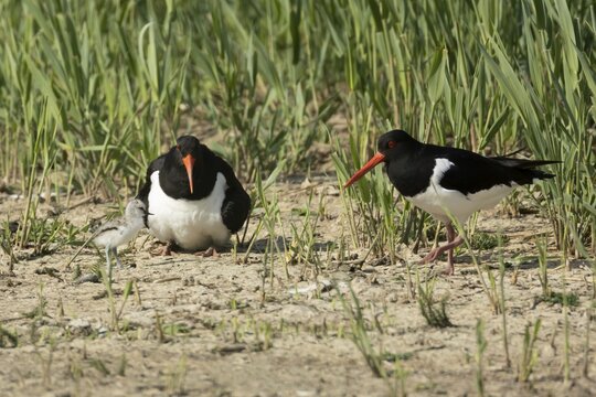 Eurasian oystercatcher (Haematopus ostralegus) two adult wading birds seemingly having adopted a Pied avocet (Recurvirostra avosetta) juvenile baby bird on a wetland scrape, RSPB Minsmere nature reserve, Suffolk, England, United Kingdom