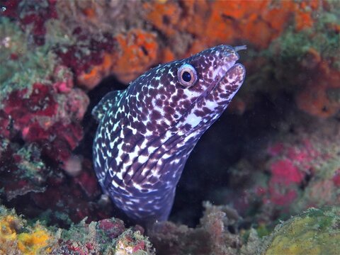 Spotted moray (Gymnothorax moringa), dive site Amber Jack, Destin, Panhandle, Gulf of Mexico, Florida, USA, North America