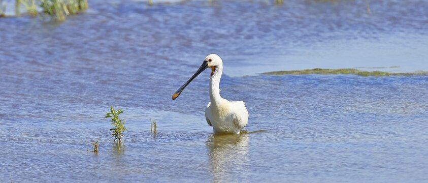 Spoonbill (Platalea leucorodia), adult bird striding through shallow water, adult bird in splendour, wildlife, Ziggsee, Burgenland, Austria