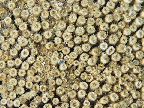 Close-up of yellowish coral with detailed texture, grass coral (Cladocora caespitosa), dive site Les Grottes, Giens peninsula, Provence Alpes C&ocirc;te d'Azur, France