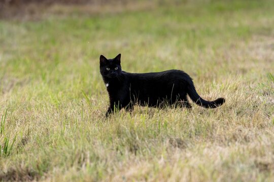House cat, black, running across the meadow, Vulkaneifel, Rhineland-Palatinate, Germany