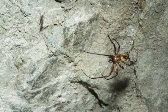 Araneae, European cave spider, cave spider, cave web spider, meta menardi, arachnids, cave orbweaver, cave spider, orbweaving cave spider, spider, spiders
