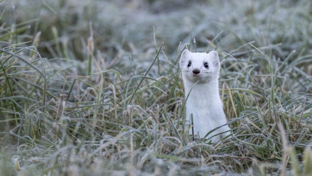 Ermine (Mustela erminea), in winter fur, M&uuml;nster, Tyrol, Austria