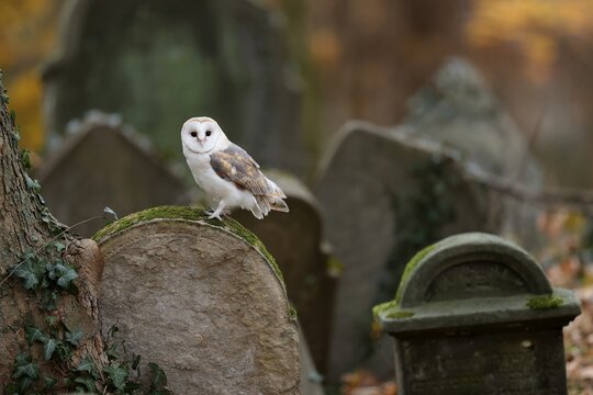 Common barn owl (Tyto alba), on a gravestone, Czech Republic