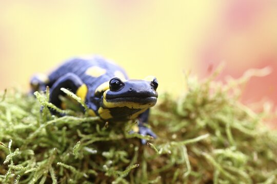 Fire salamander (Salamandra salamandra), running over moss in autumn forest, Indian summer, animal portrait, wildlife, close-up, Wilnsdorf, North Rhine-Westphalia, Germany
