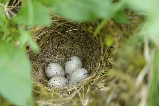 Emberiza citrinella, goldammer, yellowhammer, birds, breed, brood, clutch, clutch, passeri, songbirds, birds