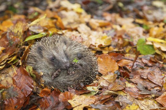 European hedgehog (Erinaceus europaeus) adult animal on a pile of fallen autumn colour leaves in a garden during hibernation, Suffolk, England, United Kingdom