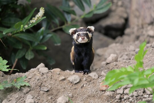 Marbled polecat (Vormela peregusna), adult, alert, on burrow, captive
