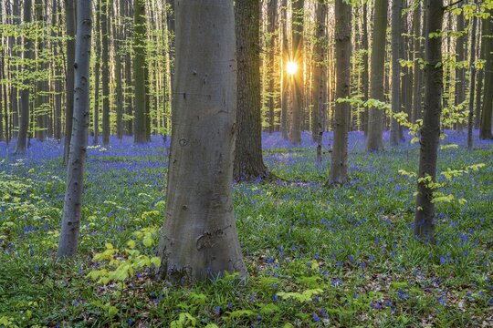 Bluebells (Hyacinthoides) in Hallerbos, woodland, early-flowering plants, Hallerbos, Halle, Belgium