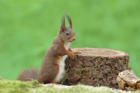 Eurasian red squirrel (Sciurus vulgaris), leaning against a tree stump, wildlife, Wilden, North Rhine-Westphalia, Germany