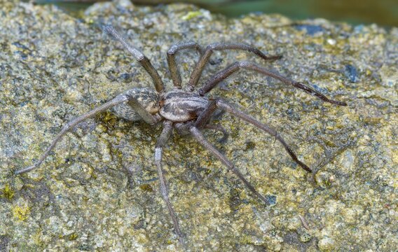 Dustbunny spider, eratigena atrica, eratigena atrica cf., large house angle spider, house spider, house funnel spider, cellar spider, tegenaria atrica, angle spider, spider, spiders