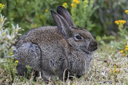 Wild common rabbit (Oryctolagus cuniculus), Texel, West Frisian Islands, Province of North Holland, Holland, The Netherlands
