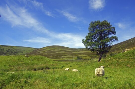 Sheep grazing on a green meadow under a blue sky, Highlands, Braemar, Ballater, Scotland, Great Britain