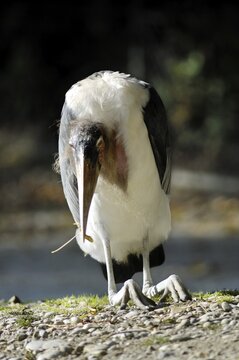 Marabou Stork (Leptoptilos crumeniferus), in a crouched position, Hellabrunn Zoo, Munich, Upper Bavaria, Bavaria, Germany, Europe