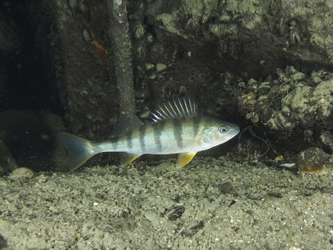 Perch (Perca fluviatilis), Egli, swimming along a structure on the sandy bottom, dive site Zollbr&uuml;cke, Rheinau, Canton Zurich, Rhine, High Rhine, Switzerland, Germany