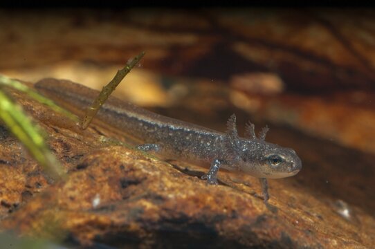 Threaded newt, Lissotriton helveticus, palmate newt, triturus helveticus, amphibians, amphibians, caudata, larva, amphibians, newts, tailed amphibians, water newts