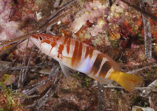 Painted comber (Serranus scriba) in the Mediterranean Sea near Hy&egrave;res. Dive site Giens Peninsula, C&ocirc;te dAzur, France
