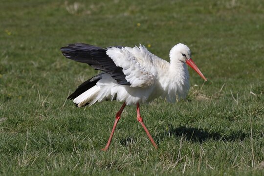 White stork (Ciconia ciconia) airs its plumage, Elbe meadows, Wedel, Schleswig-Holstein, Germany