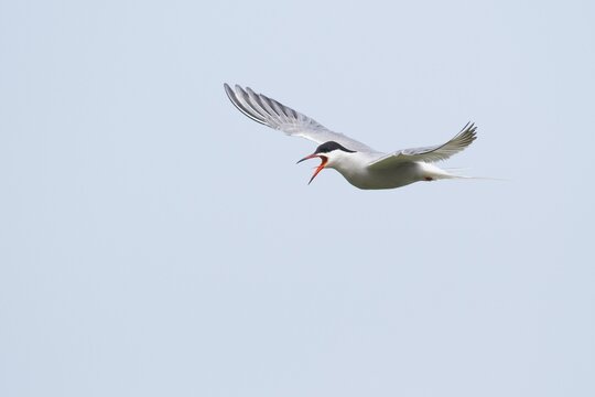 Common tern (Sterna hirundo), calling in flight, Texel, North Holland, Netherlands