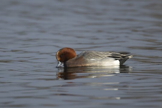 Eurasian wigeon (Mareca penelope) adult male duck on a lake, Suffolk, England, United Kingdom