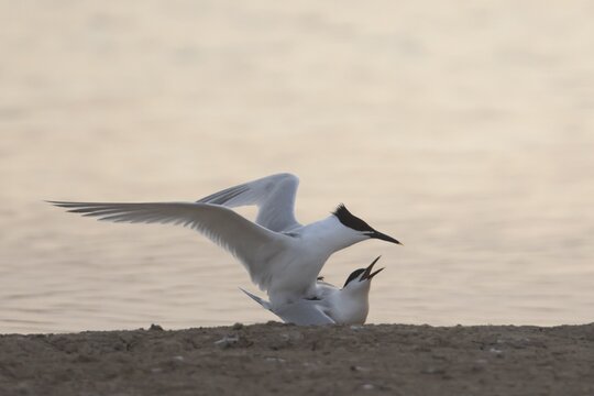 Sandwich tern (Thalasseus sandvicensis) two adult birds mating on an island by a lagoon, RSPB Minsmere nature reserve, Suffolk, England, United Kingdom