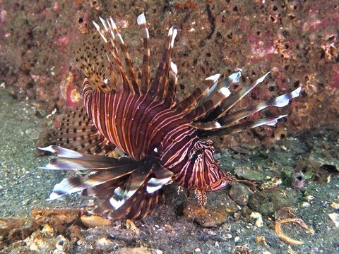 A Pacific red lionfish (Pterois volitans), invasive species, with spread fins poses on the seabed. Dive site Anna's Reef, Destin, Panhandle, Gulf of Mexico, Florida, USA