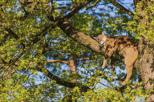 One adult cougar, Puma concolor, rests on a big branch high up in an oak tree